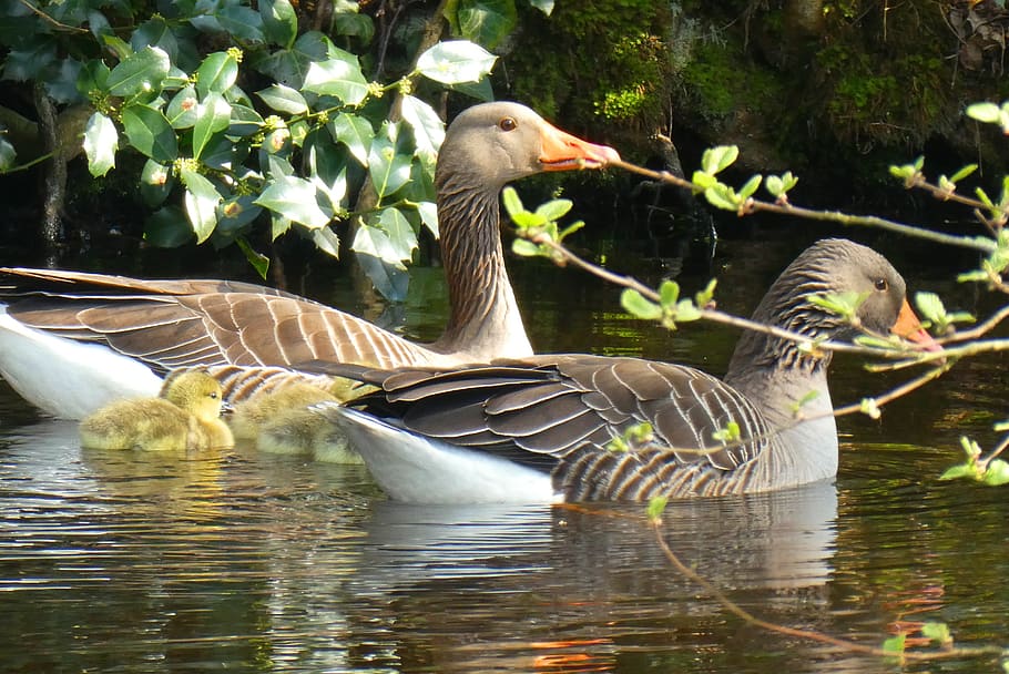 geese, chicks, spring, swimming, protection, waterfowl, water birds HD wallpaper