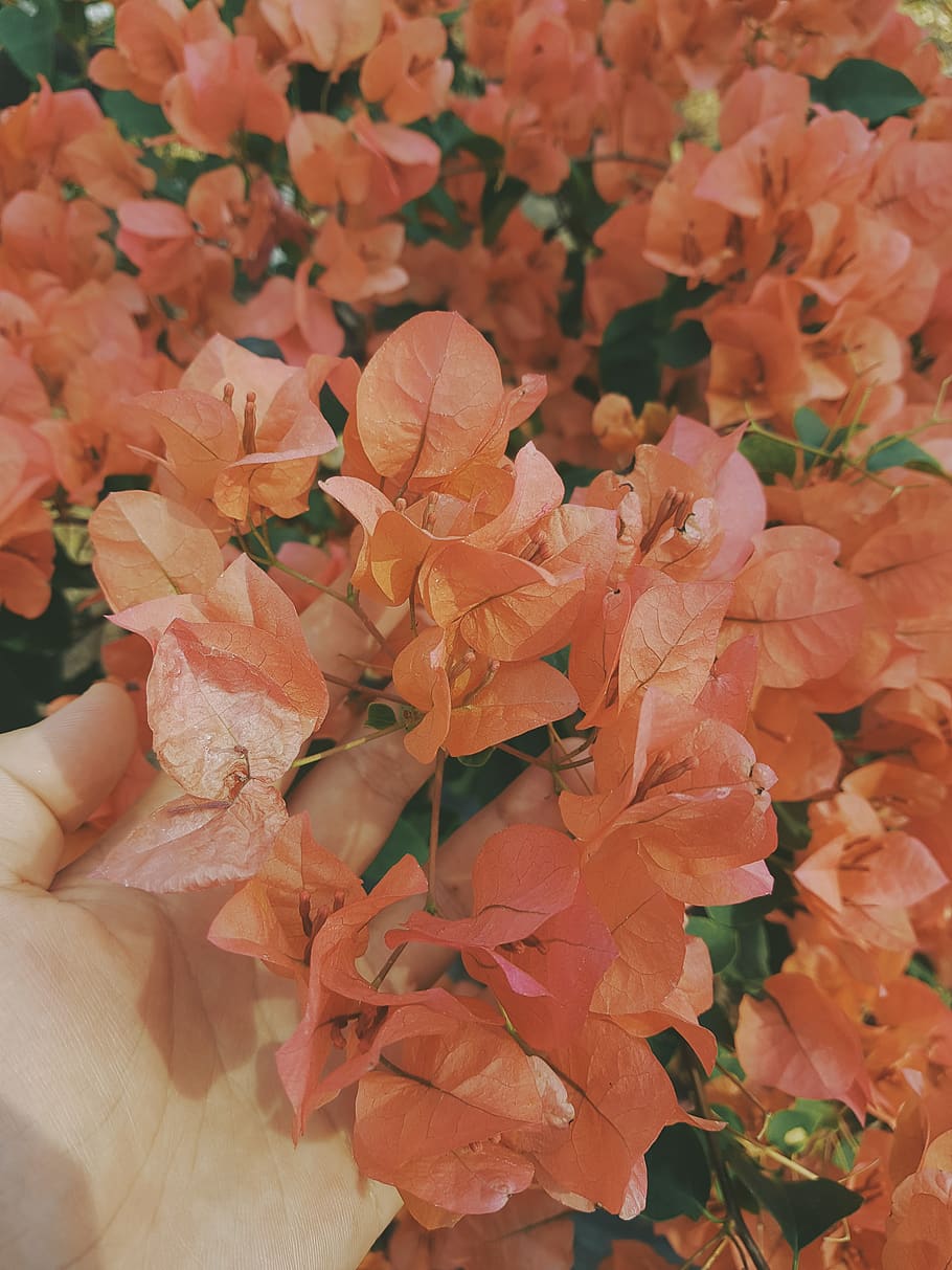 flowering plant, beauty in nature, vulnerability, fragility HD wallpaper