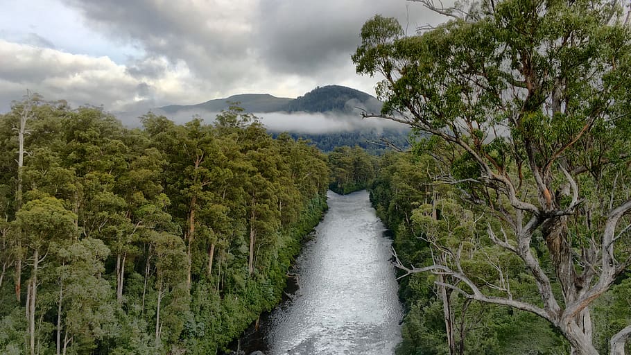 tasmania, river, tree, plant, beauty in nature, scenics - nature, HD wallpaper
