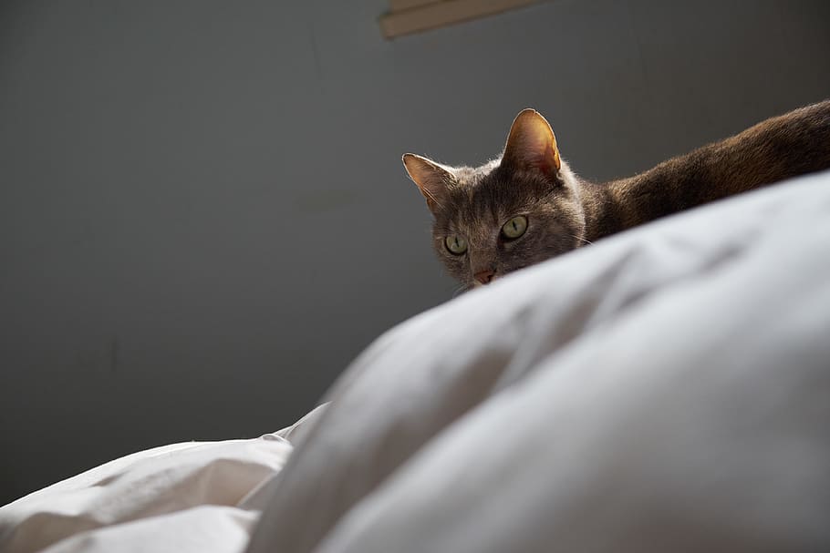 eiderdown, duvet, quilt, cat, cloud, green eyes, pets, domestic HD wallpaper