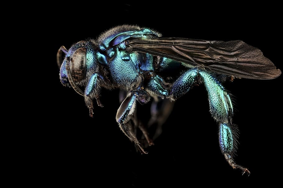 bee, orchid, parasitic, macro, insect, close up, wildlife, nature HD wallpaper
