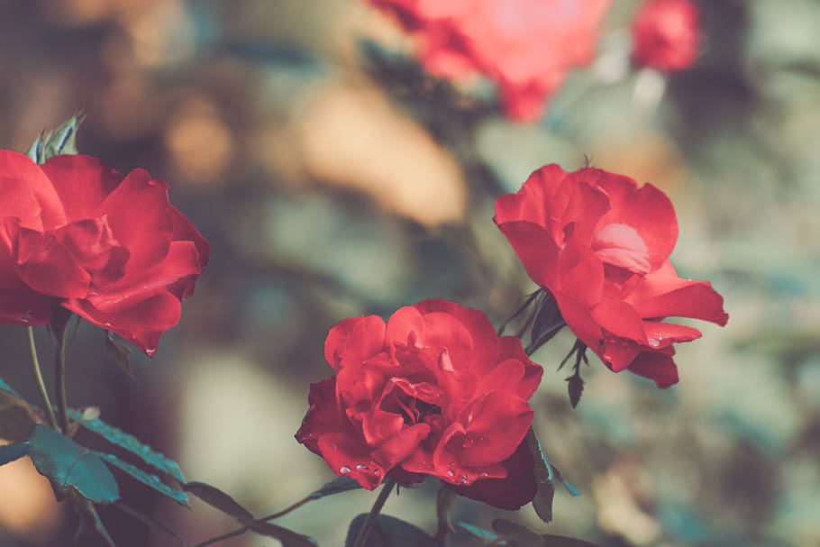 red flowers, person, human, people, rose, plant, flora, geranium HD wallpaper