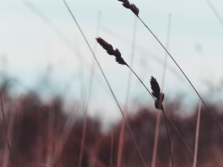 croatia, orange, teal, wind, grass, sky, ground, cold, windy HD wallpaper