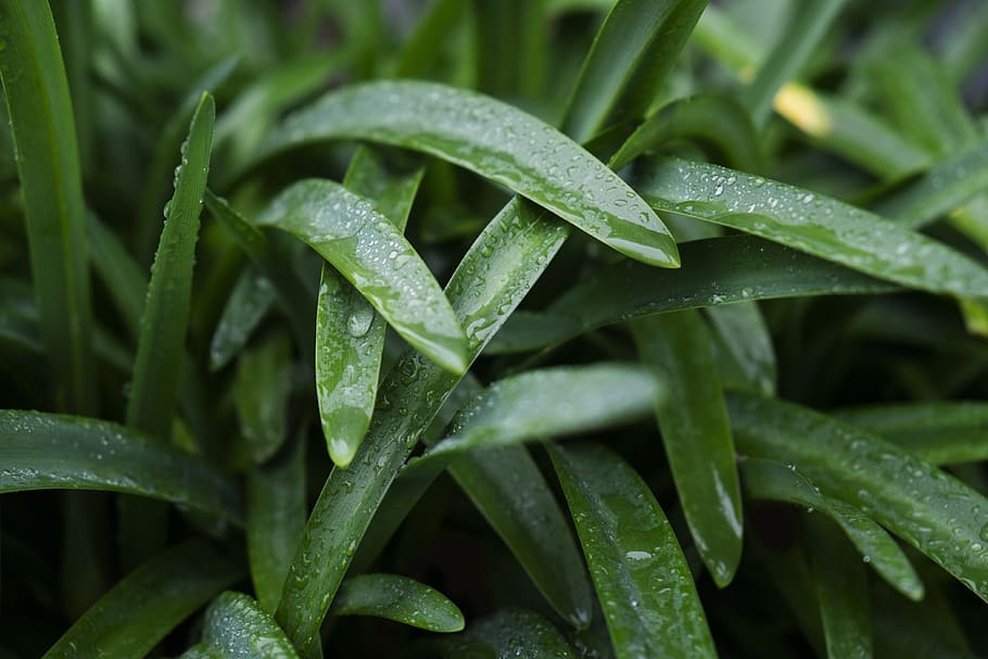 grass, leaves, rain, water, life, green, vegetal, wet, shadow HD wallpaper