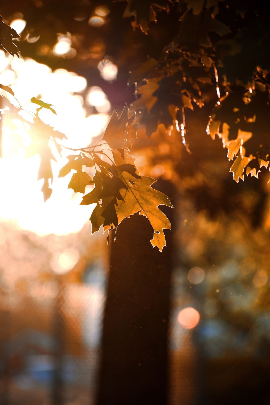 green leaf sunset, plant, tree, plant part, nature, focus on foreground HD wallpaper