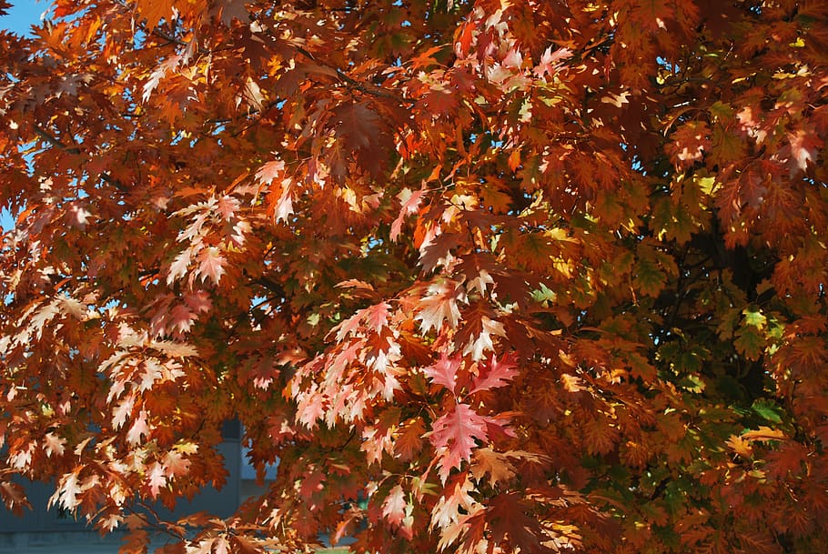 fall, fall colors, fall leaves, autumn, change, tree, plant part HD wallpaper