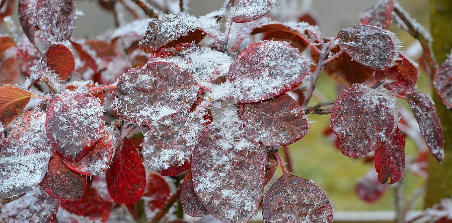 judas, tree, nature, wood, leave, maroon, color, frozen, ice