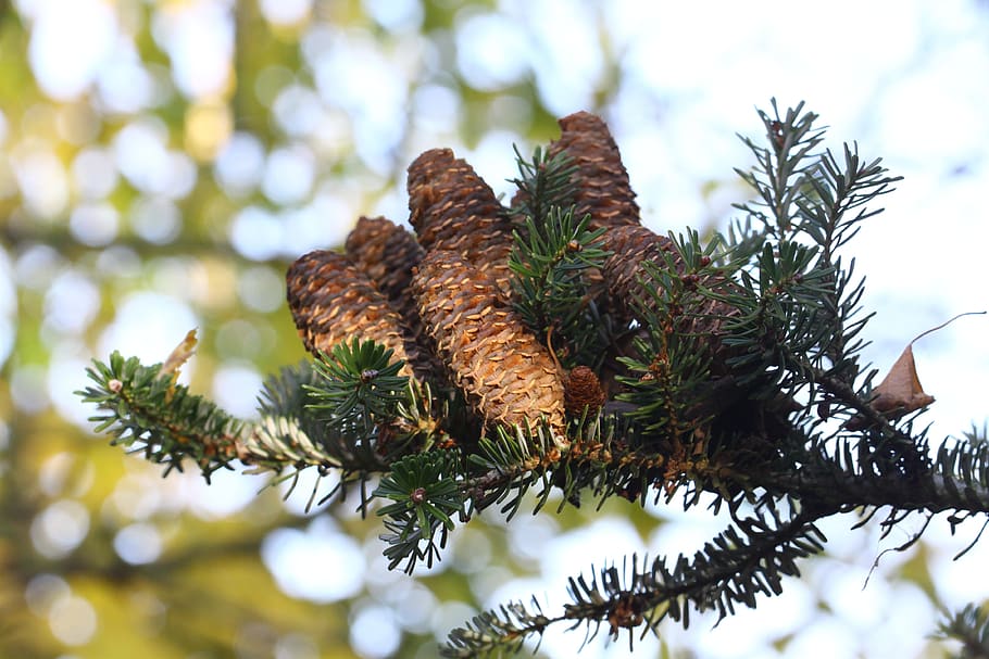 pine, pinecone, coniferous, nature, fall, fir, tree, plant HD wallpaper