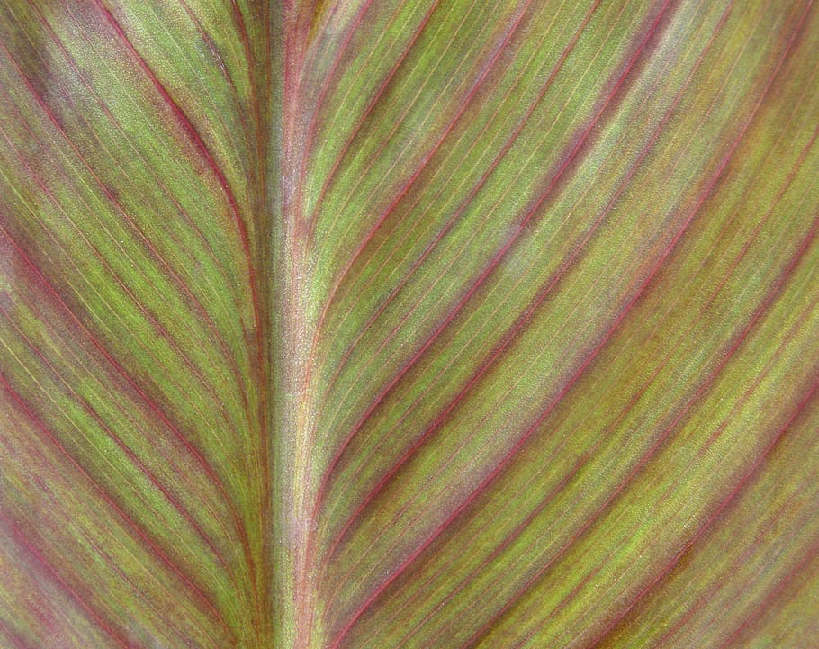 green and maroon leaf, backgrounds, full frame, natural pattern HD wallpaper