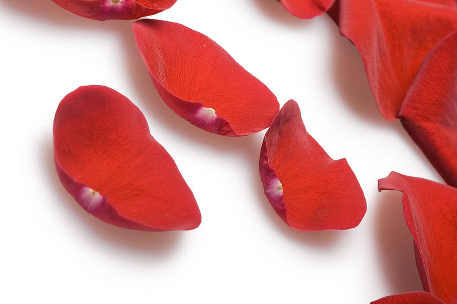 con2011, flower, fresh, gift, isolated, pedal, petal, photo HD wallpaper