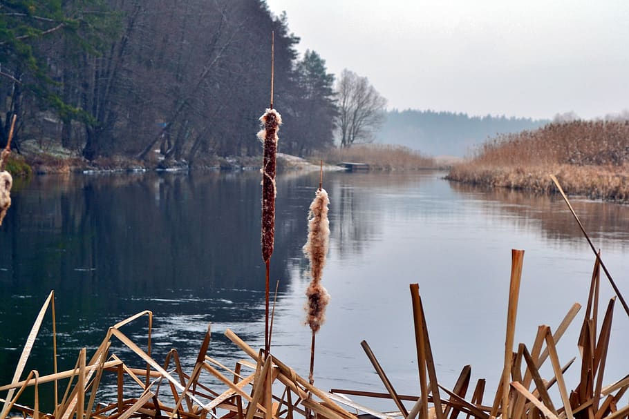 reed, river, nature, landscape, water, beach, lake, autumn HD wallpaper