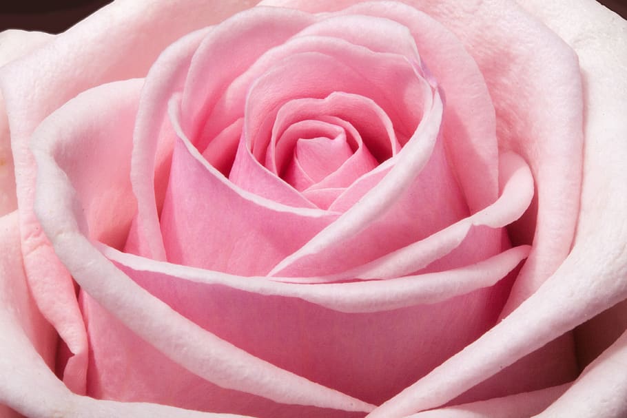 Pink Flower, bloom, blossom, decorative, flora, floral, flowers HD wallpaper