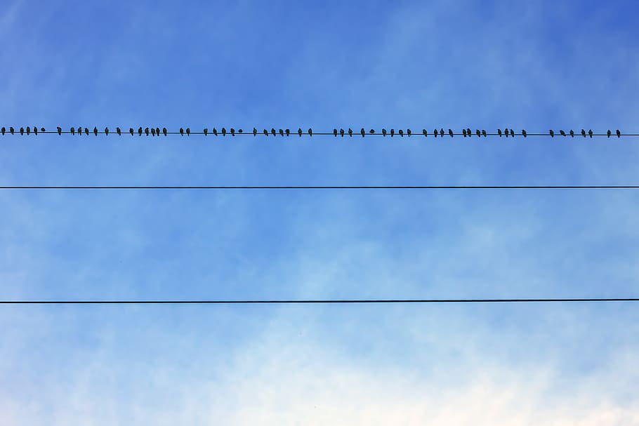 cable, power, blue, sky, minimalism, bird, low angle view, cloud - sky HD wallpaper