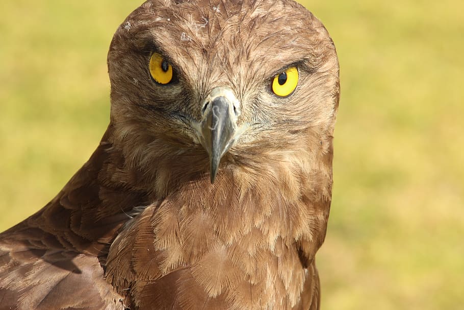 owl, bird, feather, brown, beak, nature, one animal, bird of prey HD wallpaper