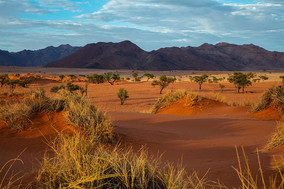 trees and mountains under blue sky, soil, nature, outdoors, sand HD wallpaper