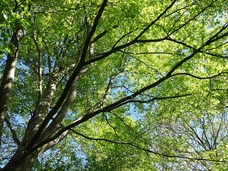 green, tree, nature, forest, outdoors, sky, leaves, park, plant HD wallpaper