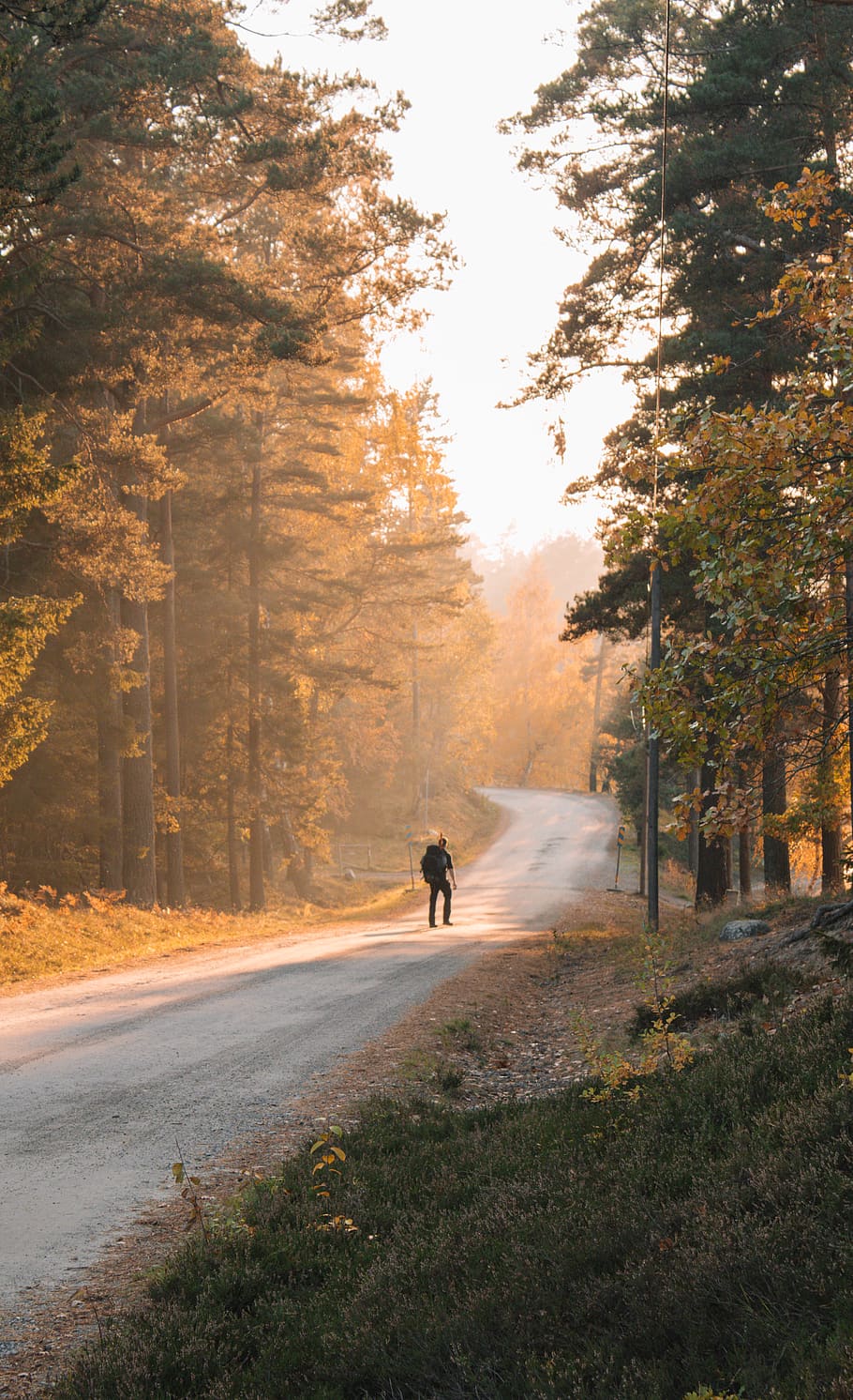 person between trees during daytime, road, dirt road, gravel HD wallpaper