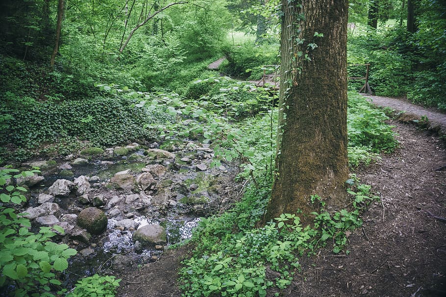 trees, stream, creek, forest, green, plant, growth, land, green color HD wallpaper