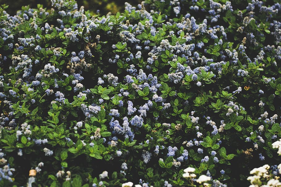 nature, blue, green, spring, leaf, leaves, bush, tree, dark HD wallpaper