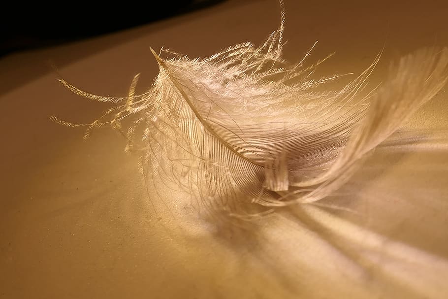 feather, slightly, white, bird feather, fluffy, lightweight, HD wallpaper