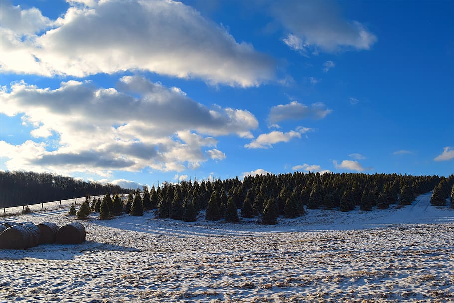 field, snow, winter, sun, clouds, landscape, trees, morning HD wallpaper