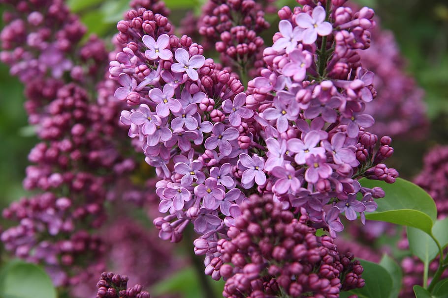 flowering plant, beauty in nature, growth, fragility, vulnerability HD wallpaper