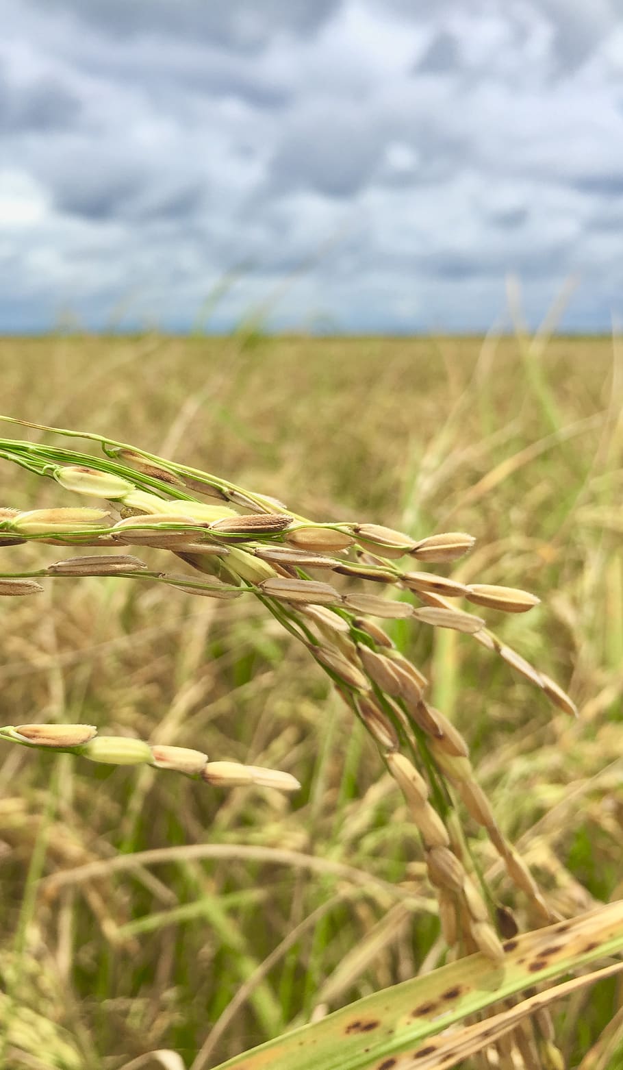 rice, ricefield, agriculture, plant, growth, landscape, cloud - sky HD wallpaper