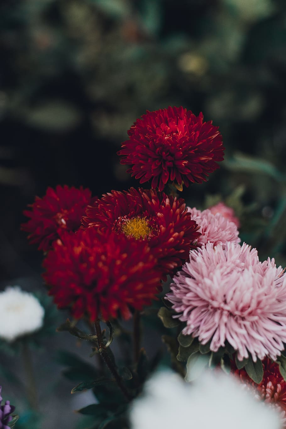 Selective Focus Photography Red And Pink Dandelion, bloom, blossom HD wallpaper