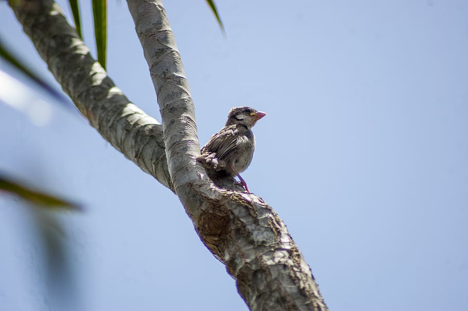 brazil, peruíbe, young, tree, tropical tree, brave, sparrow HD wallpaper
