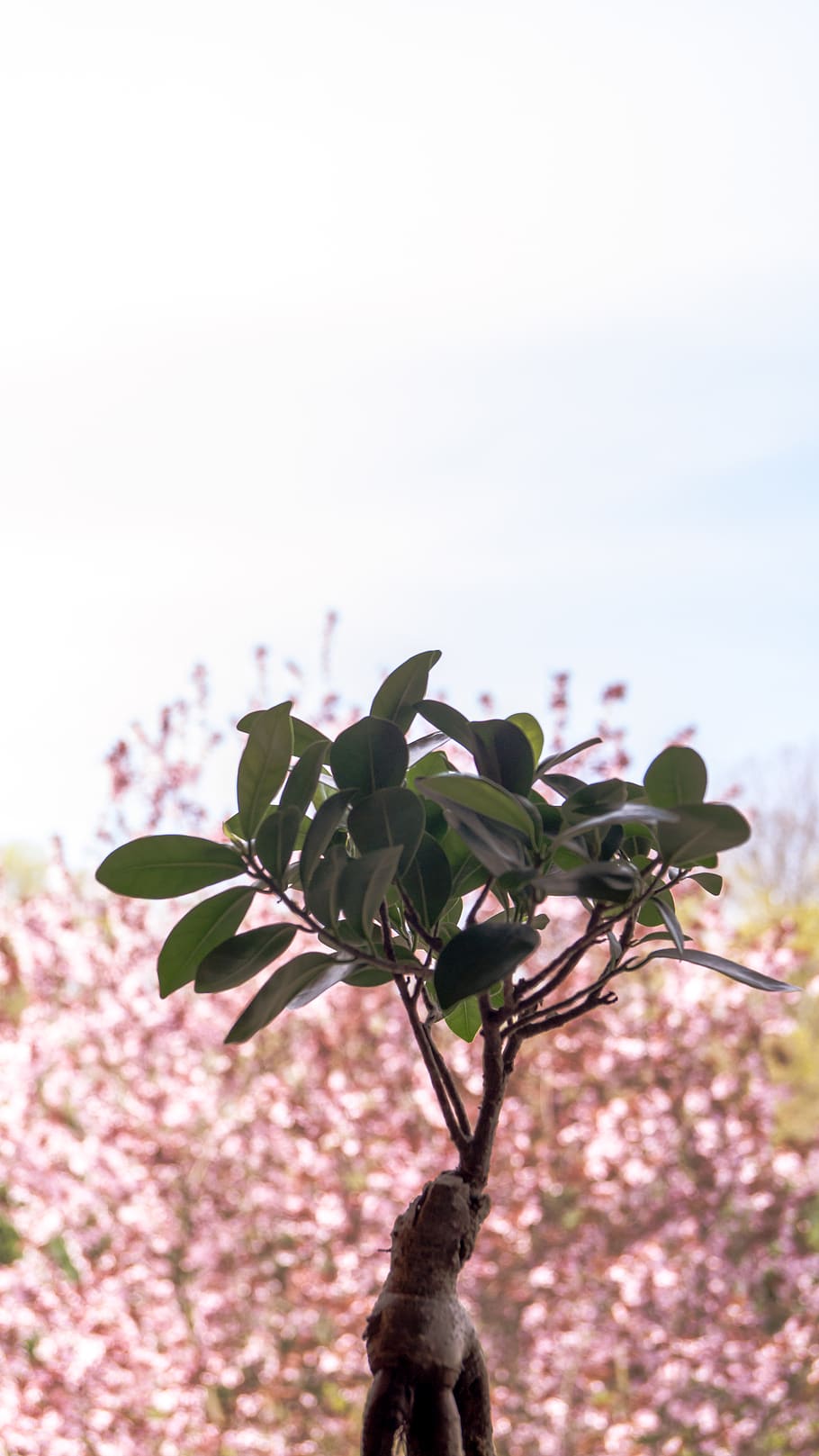 bonsai, tree, cherryblum, green, sky, plant, flowering plant HD wallpaper