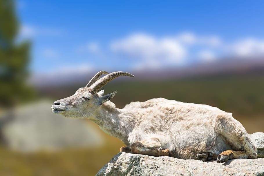 nature, animal world, goat, stone, zoo, fur, horns, mammals HD wallpaper