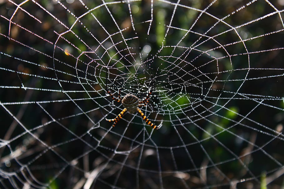 spider, spider web, network, dew, dew drops, dew drops on the web HD wallpaper