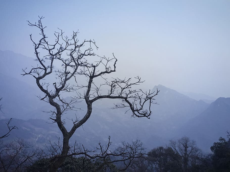 mountain, trees, sky, beauty in nature, tranquil scene, tranquility HD wallpaper