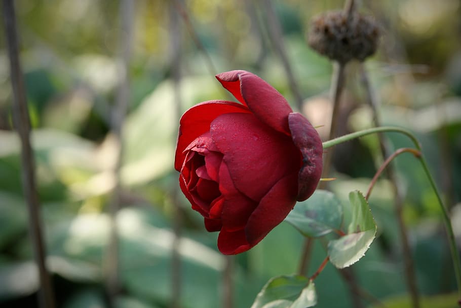 rose, blossom, bloom, red, autumn, petals, plant, flower, flowering plant HD wallpaper