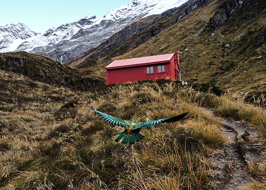new zealand, mount aspiring national park, liverpool hut, newzealand, HD wallpaper