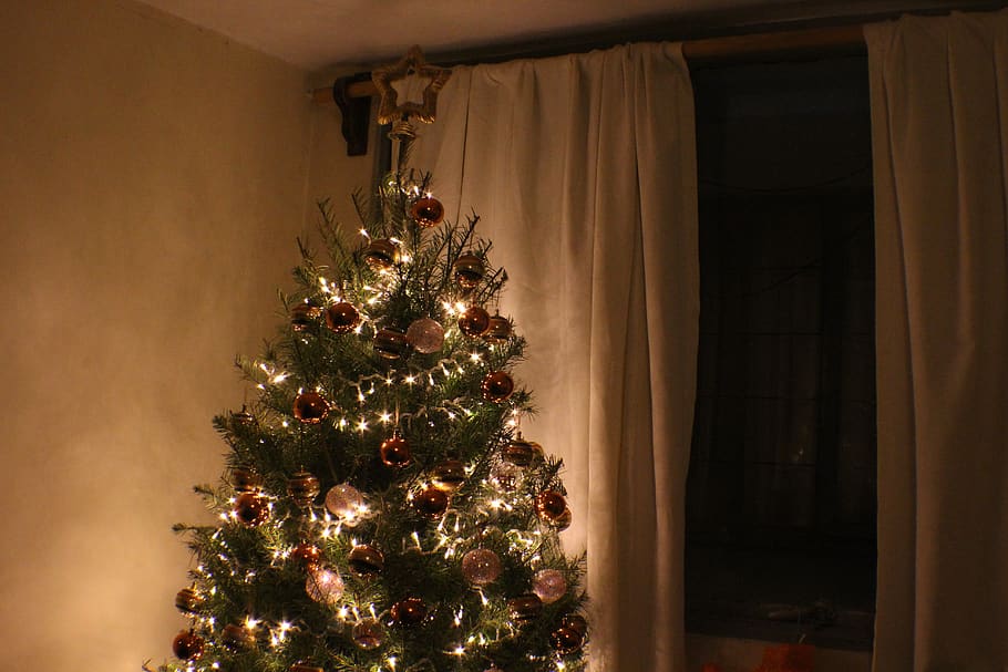 Christmas tree beside panel curtain, ornament, plant, abies, fir HD wallpaper