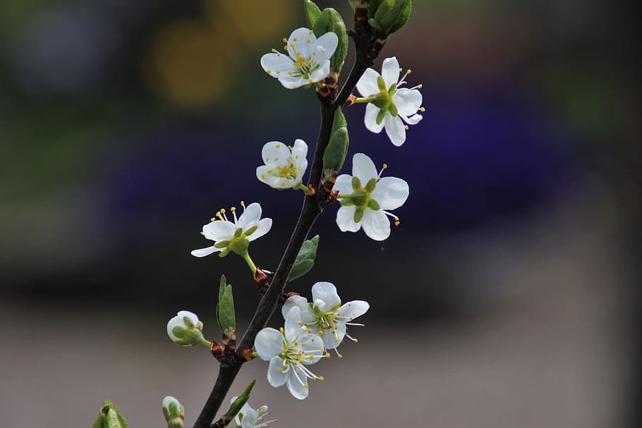 spring, delicate, sprig, white, garden, the background, plant HD wallpaper