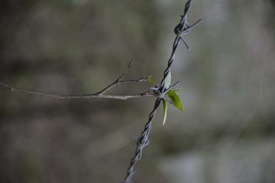 barbed wire, nature, seedling, plant, focus on foreground, close-up HD wallpaper