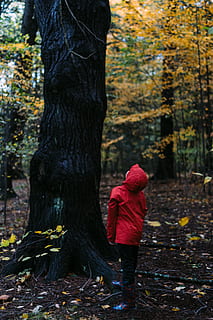 person looking up the tree, people, human, arnold arboretum of harvard university HD wallpaper
