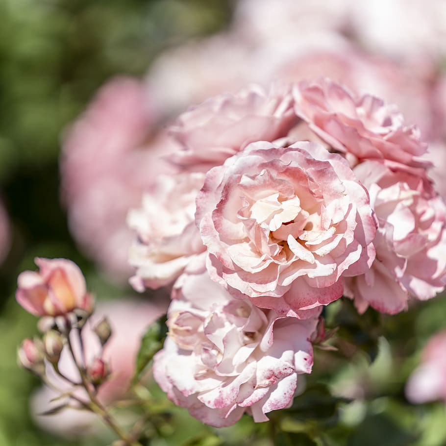 flower, roses, bloom, nature, blossom, romantic, petals, garden HD wallpaper