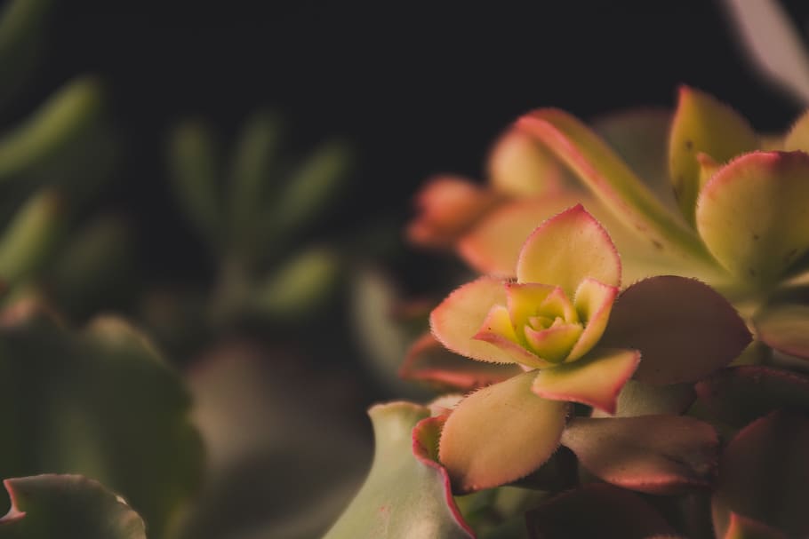 Focus Photography of Green Petaled Flowers, beautiful, bloom HD wallpaper