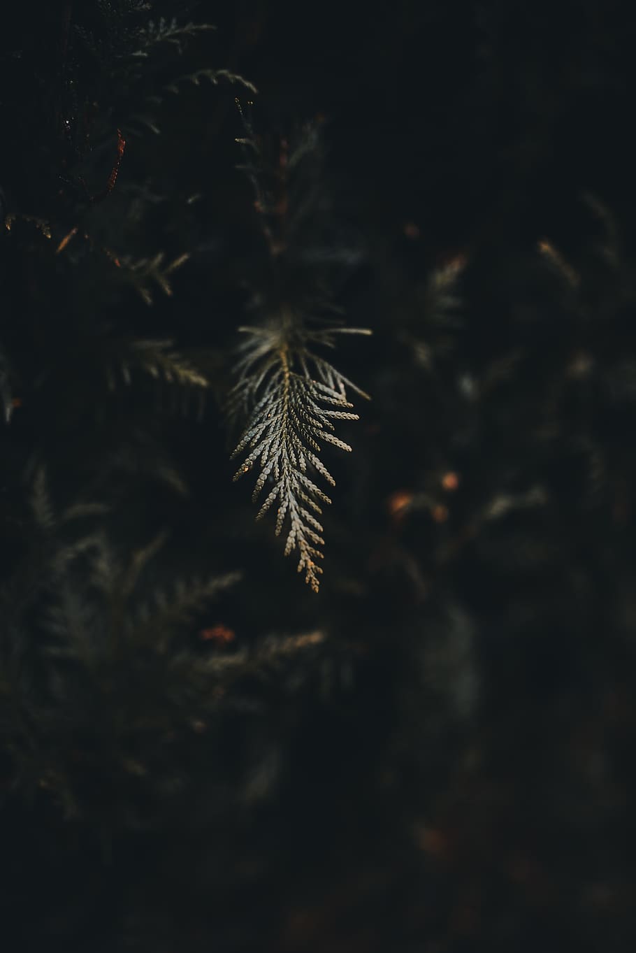 green pine tree, plant, conifer, larch, abies, fir, nature, nikon HD wallpaper