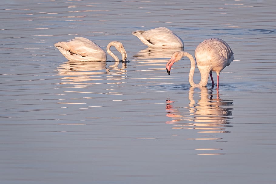 greater flamingoes, swan, birds, water, lake, nature, white, HD wallpaper
