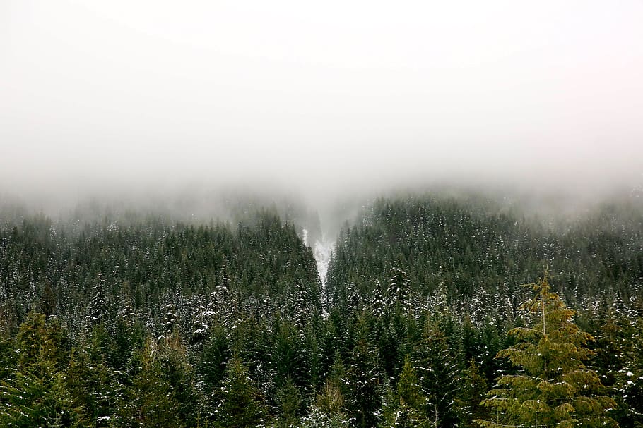 forest covered in white fog, plant, tree, nature, fir, abies, HD wallpaper