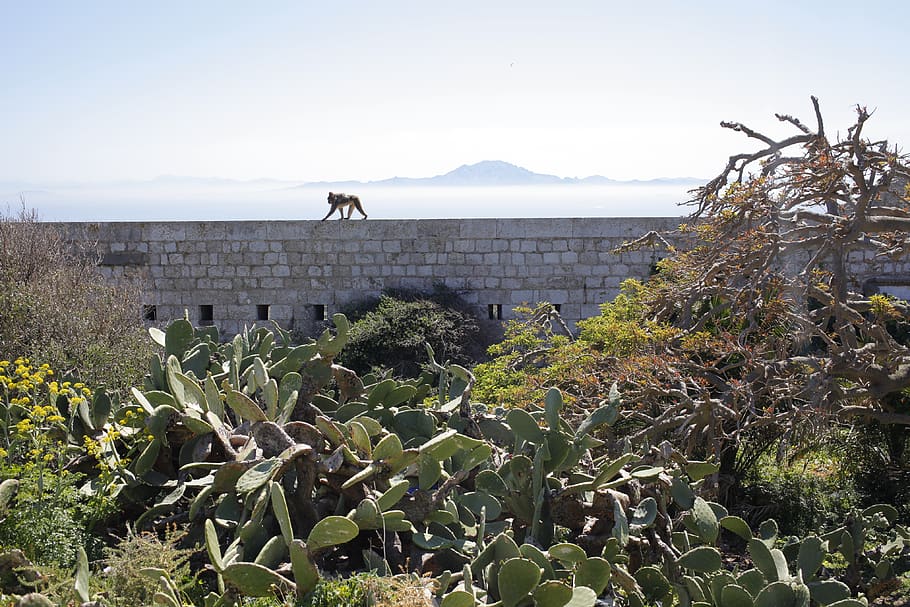 gibraltar, monkey, view, sea, plant, nature, sky, growth, mammal HD wallpaper