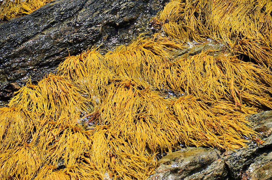 no people, day, nature, high angle view, plant, yellow, water HD wallpaper
