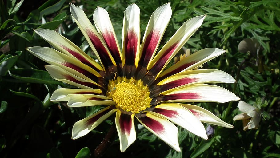 flower, colored, spring, the petals, decorative, beautiful HD wallpaper