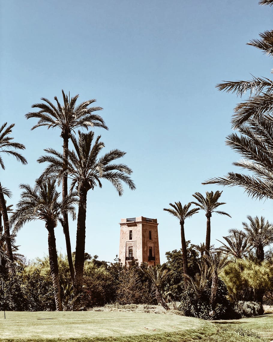 Building Surrounded With Coconut Trees, architecture, blue sky HD wallpaper