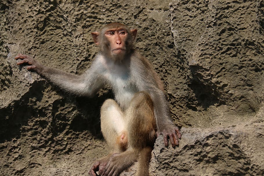 monkey, mountain, nature, natural, habitat, holidays, animal HD wallpaper