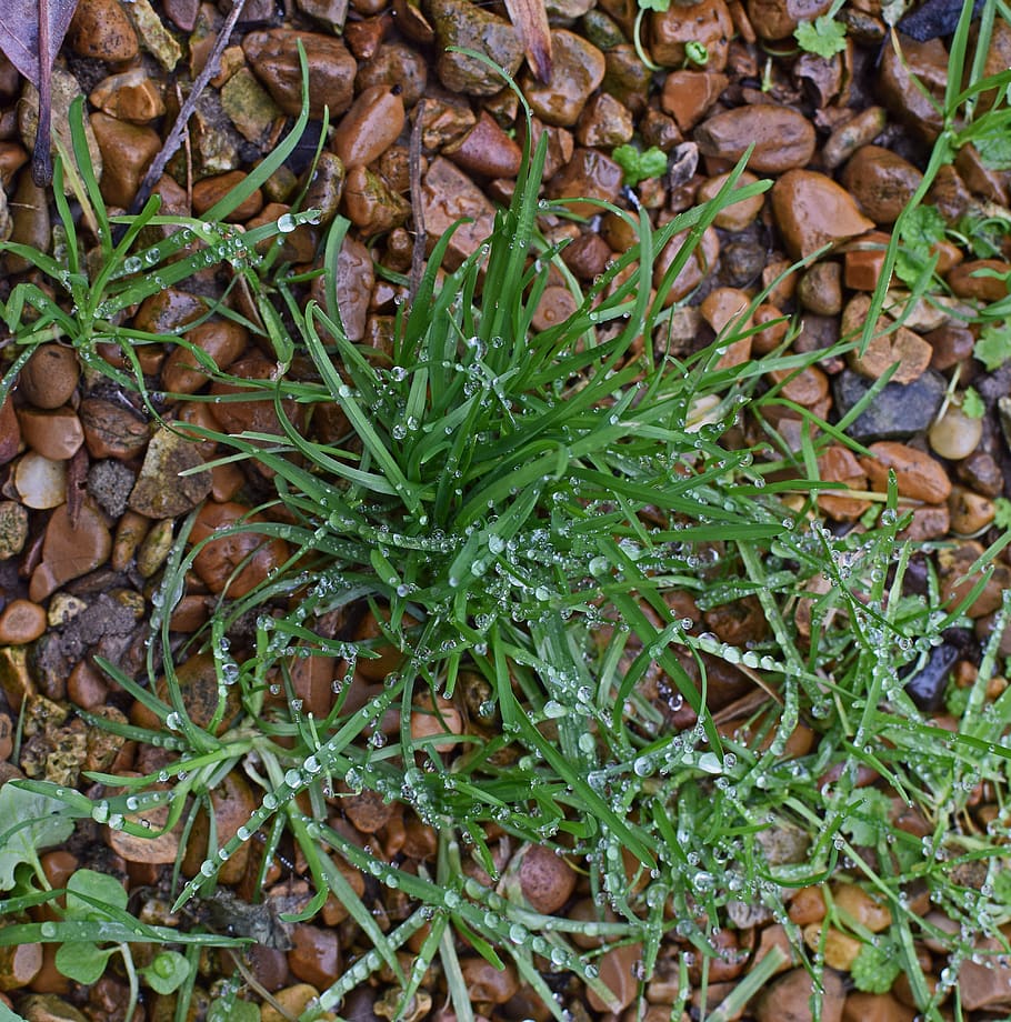 united states, oak ridge, grass, winter, wet, rain droplets, HD wallpaper